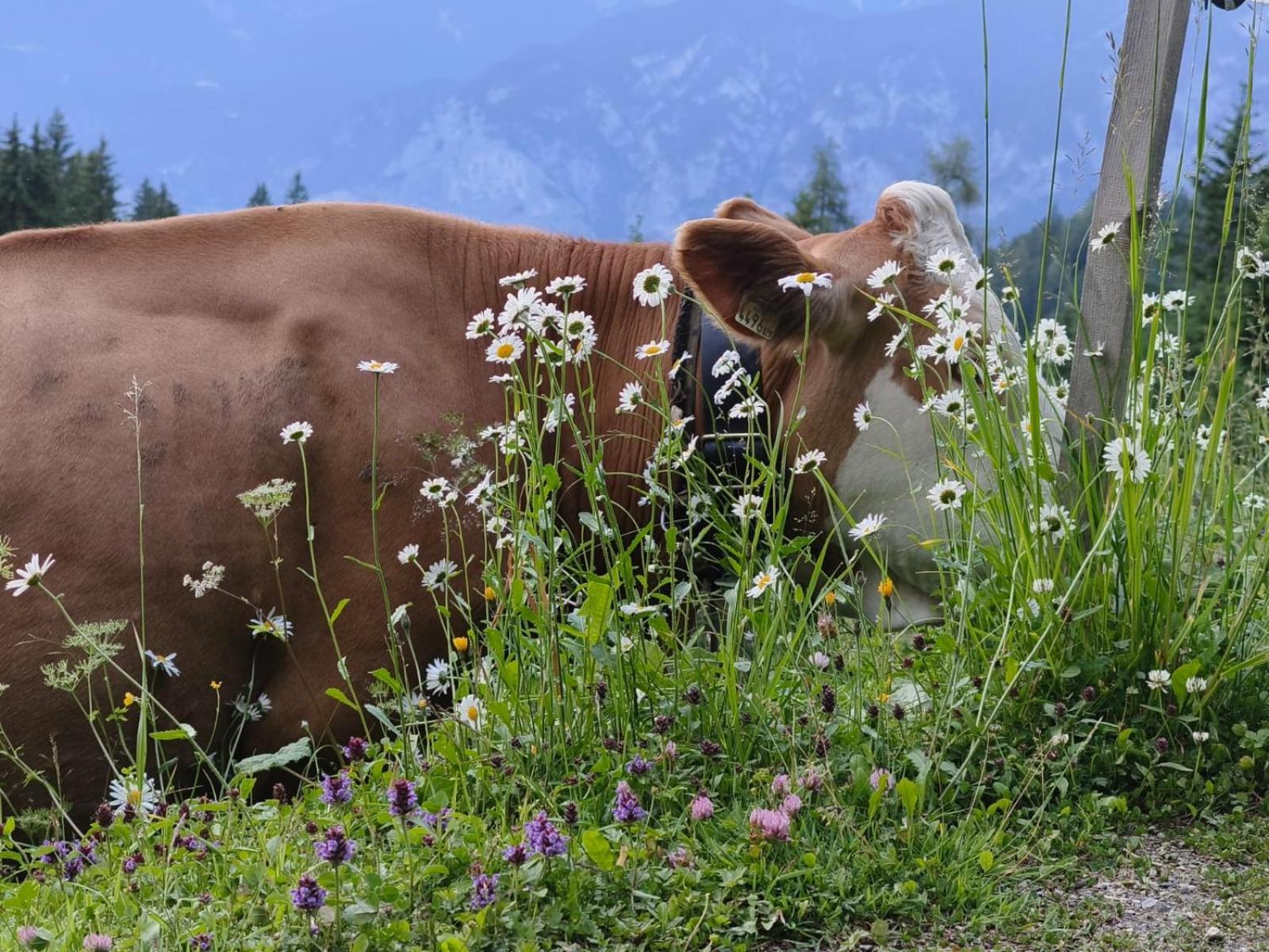 Ferienwohnung Goetzner Auszeit Innsbruck Ngoại thất bức ảnh